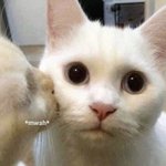 [댓글부탁해] 얘드라 쌍<b>추</b>쌈 싸먹을때 꼬다리 먹는다<b>vs</b>버린다