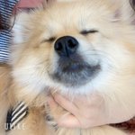 다이어트 중인데 치킨 먹고 싶다