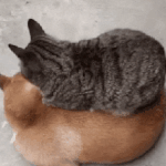 [고양이] 냥<b>아치</b> 와쪄염 뿌우~~
