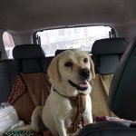 [강아지] <b>보호소</b>에서 출산한 리트리버