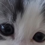[드루와] 얘들아 <b>내</b> <b>눈</b> 귀엽지않아?