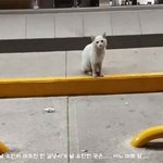길냥이에게 제대로 간택당한 <b>집사</b>