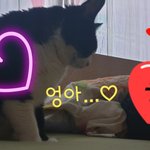 [고양이] 으르신... 엉압니까! 접니까!!!