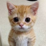 울 고양이 부정<b>수강</b>해서 내가 혼내는중