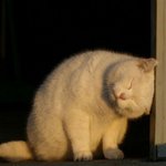 [댓글부탁해] 얘들아 불닭+<b>당면</b>