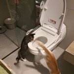 우리집 고앵이 <b>변기물</b> 마시다 걸림