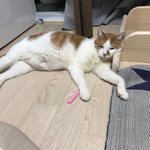 [고양이] 우주 귀여운 것도 보러올래? #22222