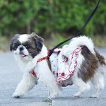 [강아지] 우리집 멈머들