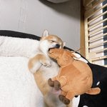 [드루와] 내 본진 <b>숙소</b>에 새식구 생김