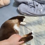 [드루와] 고양이 대신 만져드립니다