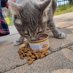 <b>담양</b> 메타프로방스에 사는 고양이
