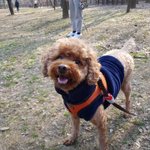 [방탈죄송] 유박비료 때문에 강아지가 죽었어요