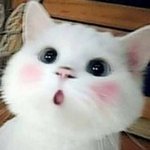 <b>야옹</b>