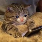 양팡님이 뭐 를 잘 못한거인지 <b>모르</b> 겠다 ...