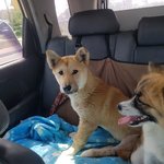 [강아지] 교통사고로 수술했어요