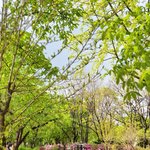 서울숲가서 <b>산책</b>하고싶다