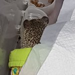 우리집 고슴도치 뒷통수 개귀<b>요미</b>야