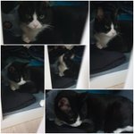 [고양이] 으르신...ㅂㄷㅂㄷ..!!!