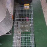 종로구청이 길고양이 불법포획을 조장하고 있습니다.