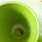 <b>맥심</b>커피에서 못나왔어요