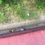 [댓글부탁해] 웹툰 250화 <b>정주</b>행하는데 몇시간컷임