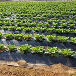 [밭딤] 거 지나가는 농부들 어여와