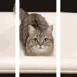 [댓글부탁해] 케이 하면 바로 생각나는 <b>bj</b>케이 vs 러블리즈 케이