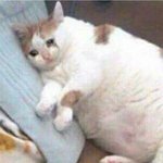 이 뚱냥이 뽀샵한거야? 아님 ㄹㅇ 뚱냥<b>이임</b>?