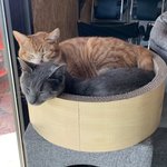 [고양이] 자랑할래<b>오</b>!!회사에서 같이 지내는 고양이쓰