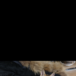 울 집 <b>고앵이</b> 변천사