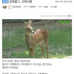 [드루와] 역대급 군대 썰... <b>전설</b>의 고라니병ㅋㅋㅋㅋㅋㅋㅋㅋ