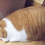 새벽공부하다 <b>지루</b>해서 땅끄부부 운동하고왔는데