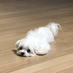 [댓글부탁해] 나 진로 영상 <b>홍보</b>쪽인데