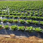 [밭딤] 링크타고가서 보고 <b>광명</b>찾아라