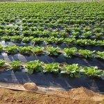 [밭딤] ㄷㅣ패 장<b>mi</b>볼