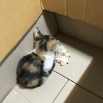 제일 ㅅㅌㅊ mbti가 뭐임?