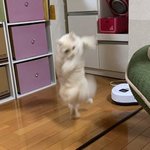 뭔 이런 멍냥이들 다잇누ㅋㅋㅋㅋ 대박 ㅎㅎ