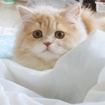 [고양이] 단<b>츄</b>에요