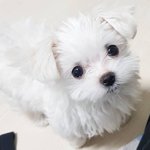 [드루와] 얘들아 곱창 머리끈 이쁜거 파는데 있어?