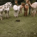 [댓글부탁해] 명곡 100개 뽑아봄