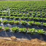 [밭딤] <b>배추</b>들