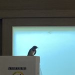 [드루와] 우리집에 <b>제비</b> 들어옴ㅋㅋㅋ