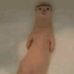 [댓글부탁해] 그럼 단체가 말하는 신은......플레이아데스.....