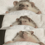 [댓글부탁해] 얘덜아 더쿠 가입<b>열림</b> ㅃㄹ가입해라