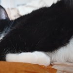 [고양이] 으르신... 발 네개는 반칙이죠..ㅂㄷㅂㄷ!!