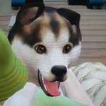 <b>심즈</b>4강아지 표정 봐