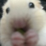 야생의 지송햄지가 <b>나타낫</b>따 ㄷㄷ