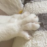 [댓글부탁해] 아기 <b>맹수</b> 발톱