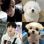 [모두드루와] 요즘 꾹이 말티즈설