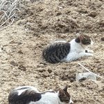 [드루와] 귀여운 고양이 문제 풀고 가